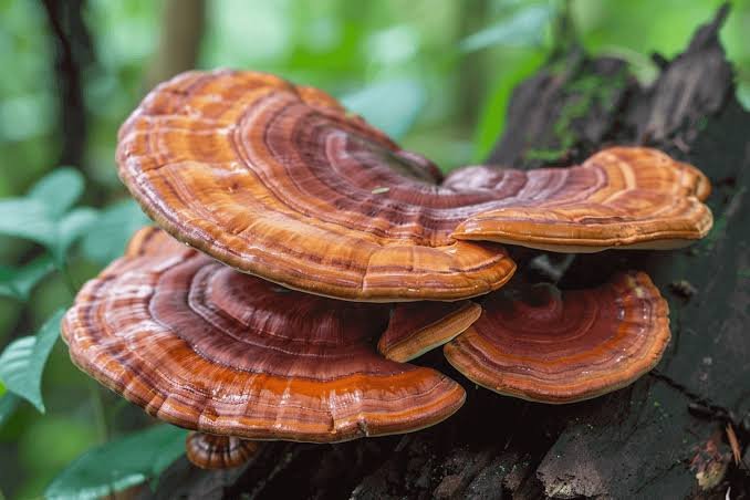 mushroom chocolate ingredients